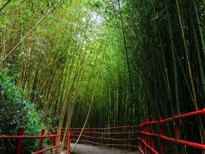 Tranquil Bamboo Grove at Baguio Bamboo Sanctuary