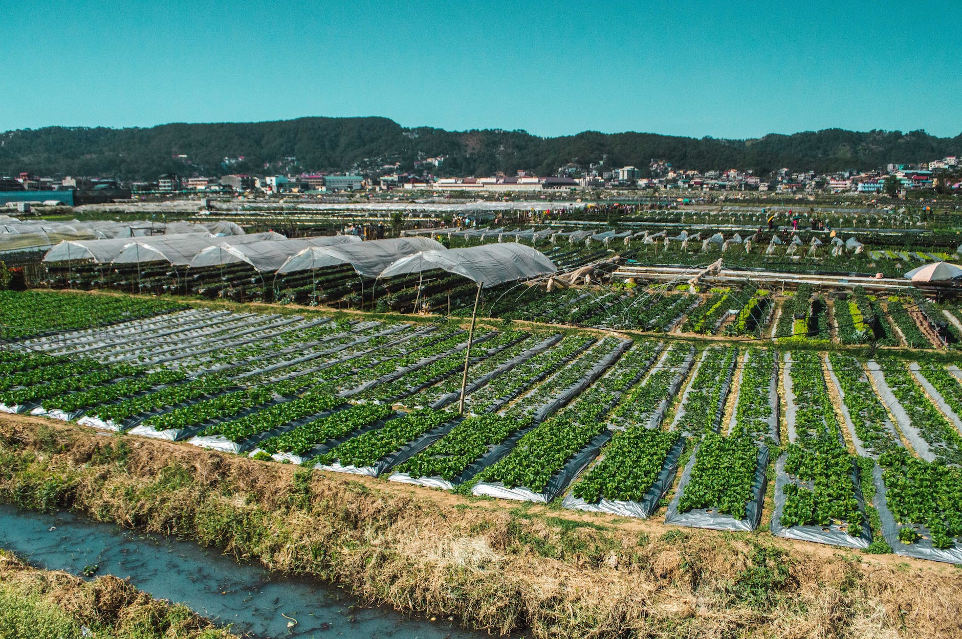 the strawberry farm in baguio