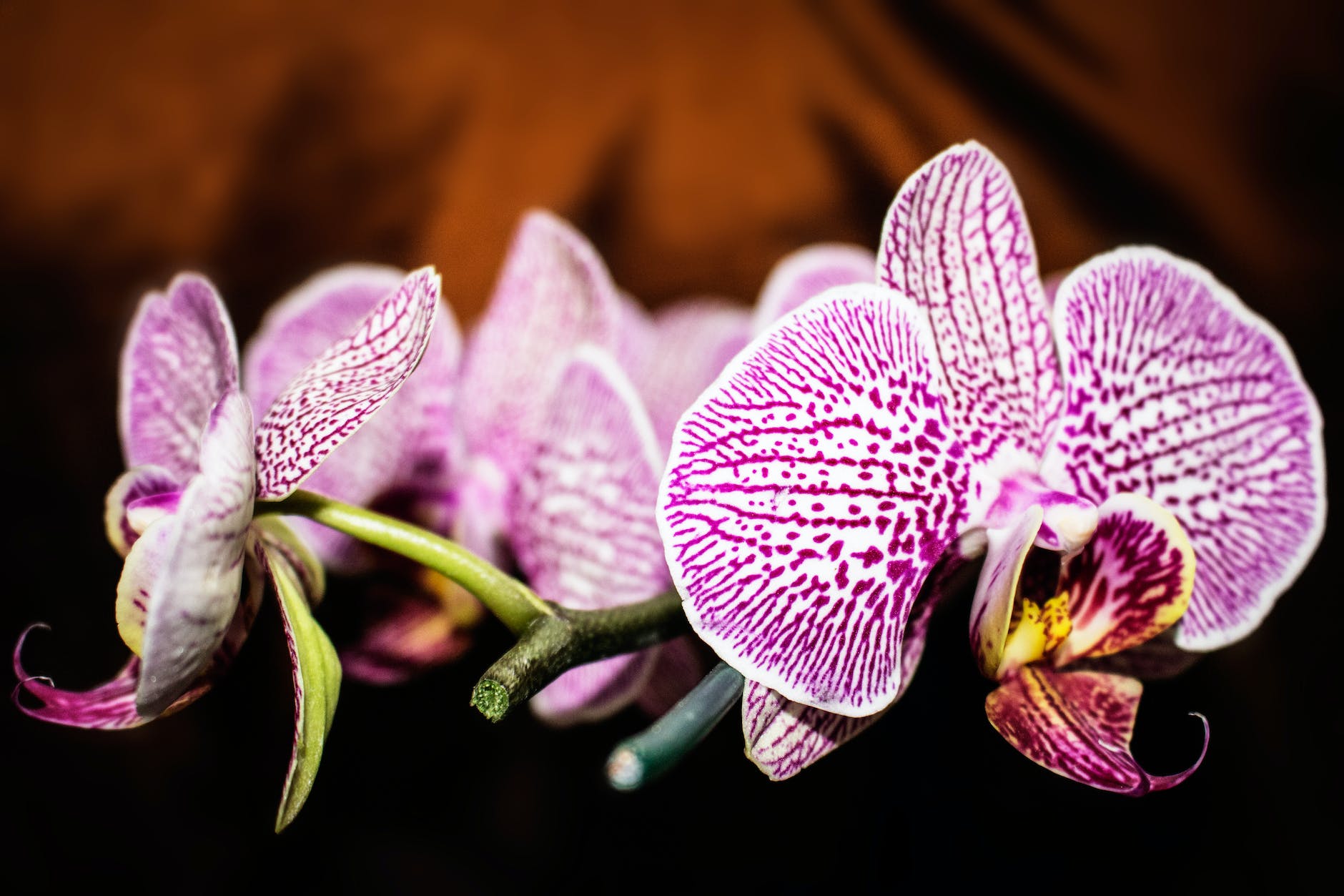 purple and white moth orchid flowers in selective focus photography