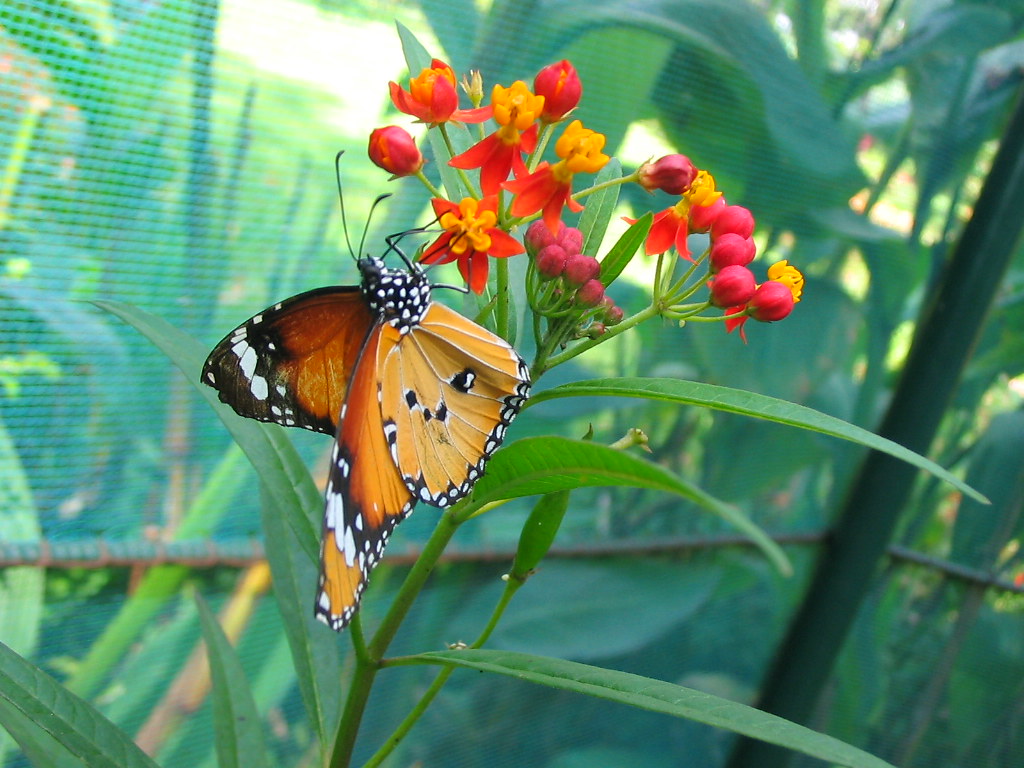 Butterfly Sanctuary